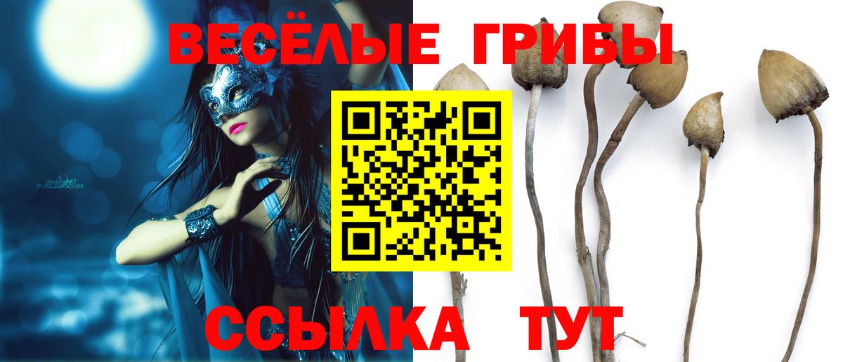 Псилоцибиновые грибы Cubensis  Вход с VPN  Галлюциногенные грибы прущие грибы  Зима 